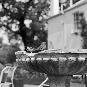 Weathered: Sparrows