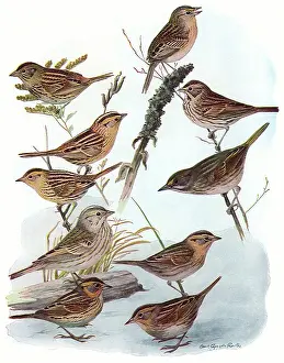 Grasshopper: Sparrows