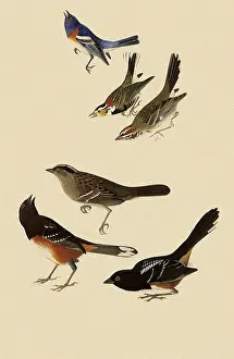 Ornatus: Sparrows, Bunting, Longspur, & Towhee