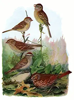 Sparrow: Sparrows in Forest