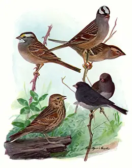 Sparrow: Sparrows and Junco
