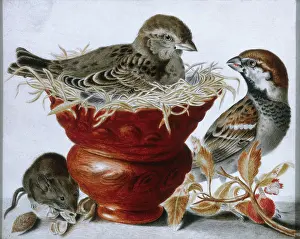 Gnawing: Two sparrows and a mouse