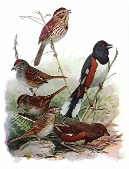 Twigs: Sparrows and Towhee