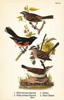 Minimus: Sparrows, towhee and waterthrush