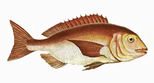 Bream: Sparus aurata, or Gilt-Head Bream