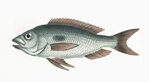 Sparus: Sparus maena, or Mendole