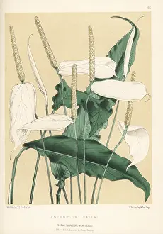 Upper Holloway: Spath lily, Spathiphyllum patini