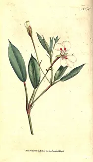 Lanceolatum: Spear-leaved geranium, Geranium lanceolatum