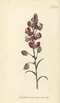 William Curtis: Spear-leaved milkwort, Polygala bracteolata