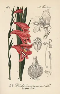 Gladiolus: Spear lily or gladiolus, Gladiolus communis