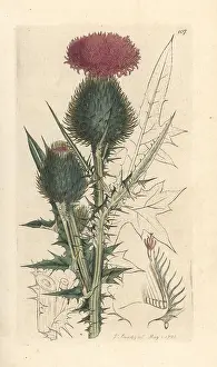 Vulgare: Spear thistle, Cirsium vulgare