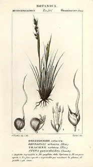 Stanghi: Speargrass, Piptochaetium panicoides
