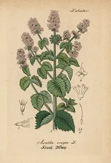 Krause: Spearmint, Mentha spicata