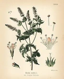 Viridis: Spearmint, Mentha spicata