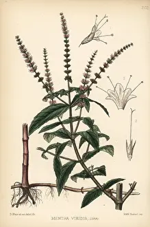 Spearmint: Spearmint or spear mint, Mentha spicata