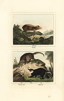 Barrs Buffon: Species of agouti and coati