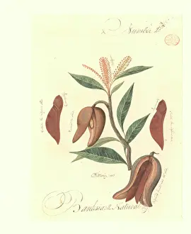 Proteales: A species of Banksia
