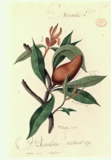 Proteales: A species of Banksia
