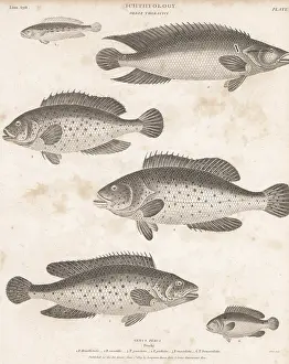 Thomas Milton: Species of bass, hind, perch, etc