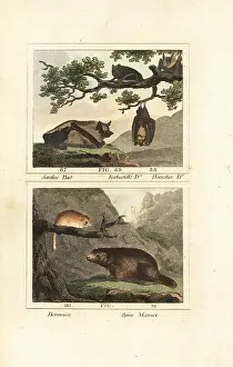 Barrs Buffon: Species of bat, dormouse and marmot