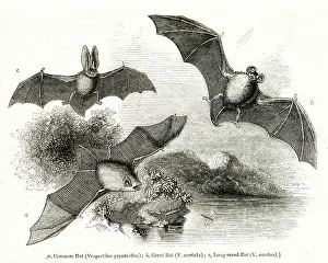 Eared: Three species of bat in flight