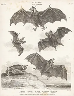 Orme And Brown: Species of bats and flying fox