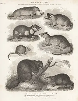 Sciences And Literature: Species of beaver, rat, mouse, hamster, etc