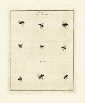 Dragonflies: Species of bees
