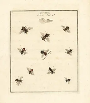 Dragonflies: Species of bees