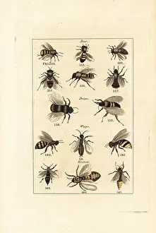 Vespa: Species of bees, drones, wasps and hornets