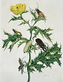 Sibylla: Two species of beetle