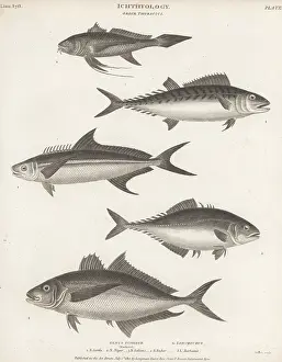 Orme And Brown: Species of bonito, cobia, leatherjacket and croaker