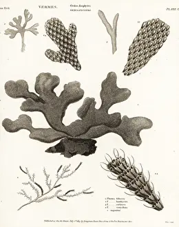 Universal Dictionary: Species of Bryozoans: