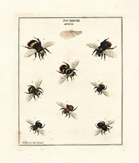 Dragonflies: Species of bumble-bees and carder bees