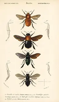 Bombus: Species of bumblebees
