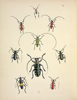 Longhorned: Nine species of Cerambycid beetles