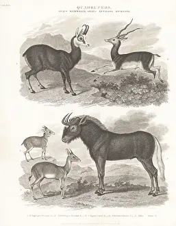 Orme And Brown: Species of chamois, blackbuck, antelope, gnu, etc