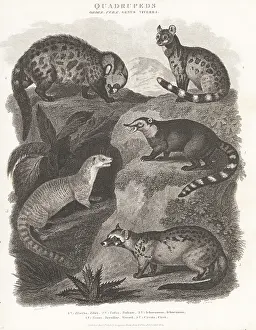 Ichneumon: Species of civet, mongoose, and coati