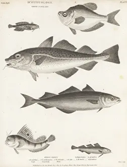 Orme And Brown: Species of cod, saithe, blenny and humphead fish