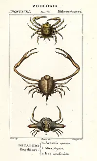 Polybius: Species of crab