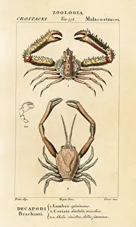 Eriocheir: Species of crab