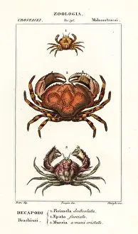 Balmain: Species of crab