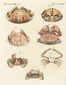 Engraved Plates: Species of crabs