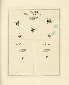 Dragonflies: Species of cuckoo wasp