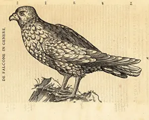 Falcone: Species of falcon, kestrel or hobby