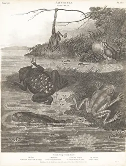 Tadpole: Species of frogs