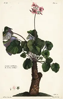 Filius: Species of geranium, Geranium umbellicatum