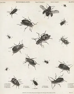 Orme And Brown: Species of ground beetles