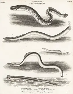 Orme And Brown: Species of hagfish and lamprey