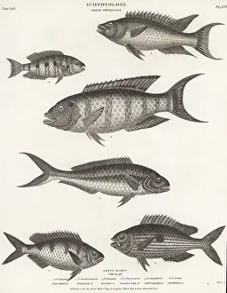 Thomas Milton: Species of hogfish, eartheater, wrasse, snapper, etc